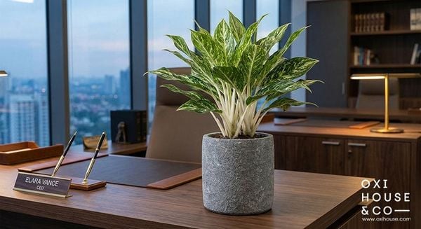 CÂY PHONG THỦY CHO NGƯỜI MỆNH KIM