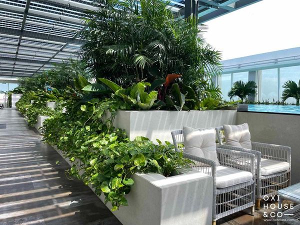 BẢO DƯỠNG VƯỜN SÂN THƯỢNG