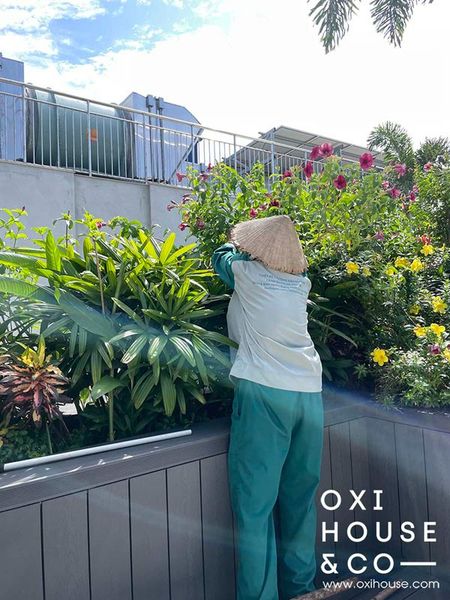 BẢO DƯỠNG VƯỜN SÂN THƯỢNG