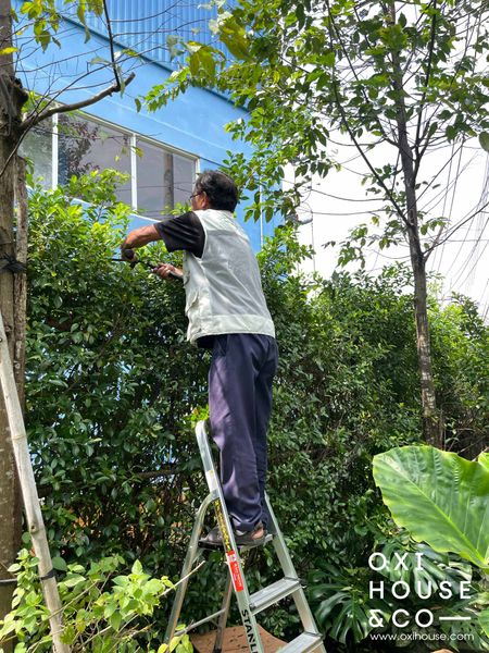 CÔNG TY CÂY CẢNH