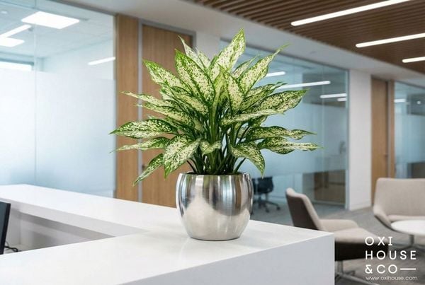 CÂY PHONG THỦY CHO NGƯỜI MỆNH KIM