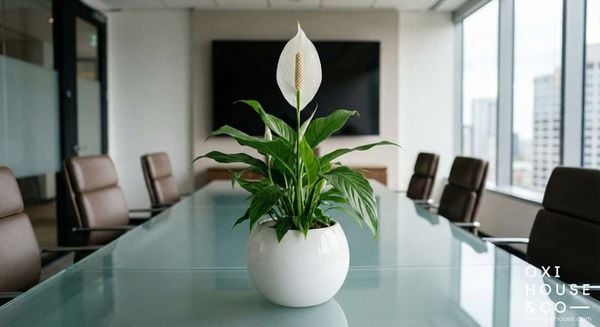 CÂY PHONG THỦY CHO NGƯỜI MỆNH KIM