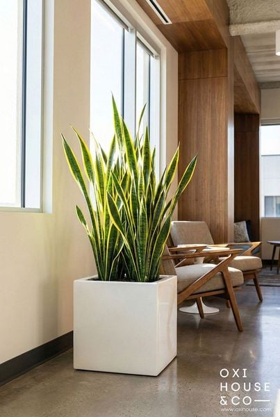 CÂY PHONG THỦY CHO NGƯỜI MỆNH KIM