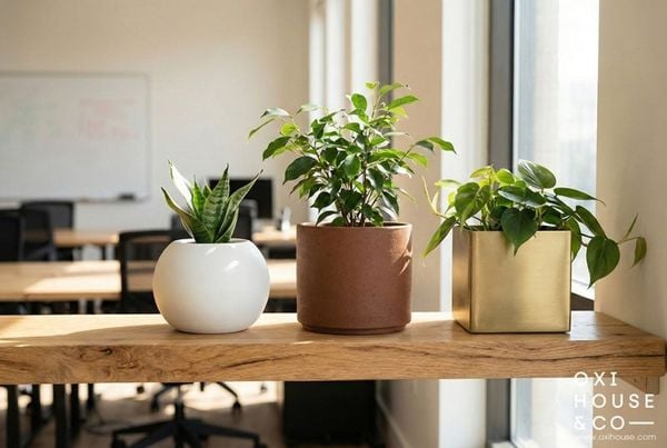 CÂY PHONG THỦY CHO NGƯỜI MỆNH KIM