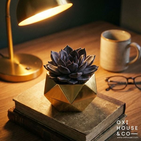 CÂY PHONG THỦY CHO NGƯỜI MỆNH KIM