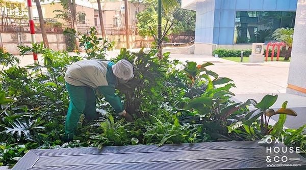 DỊCH VỤ CHĂM SÓC CẢNH QUAN TÒA NHÀ VĂN PHÒNG