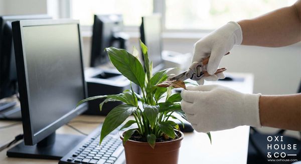 BẢO DƯỠNG CẢNH QUAN VĂN PHÒNG