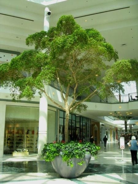 Ý TƯỞNG THIẾT KẾ CÂY XANH