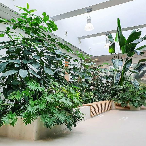 Ý TƯỞNG THIẾT KẾ CÂY XANH