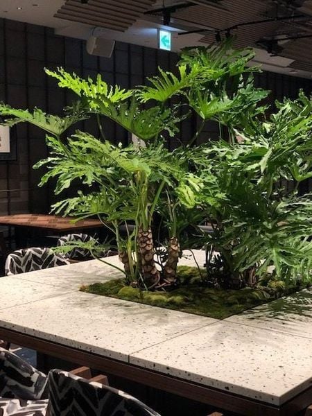 Ý TƯỞNG THIẾT KẾ CÂY XANH