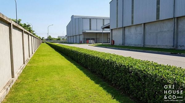 DỊCH VỤ CÂY XANH