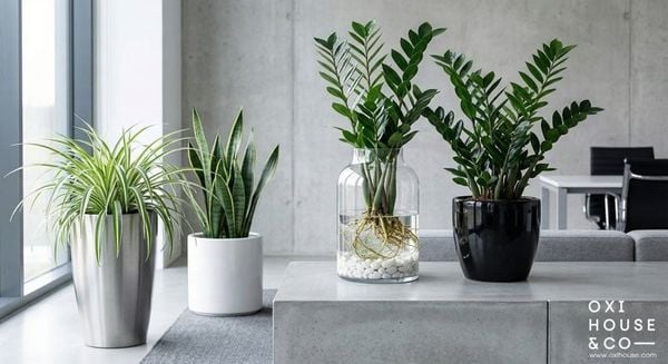 CÂY HỢP MỆNH THỦY