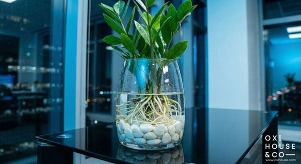 CÂY HỢP MỆNH THỦY