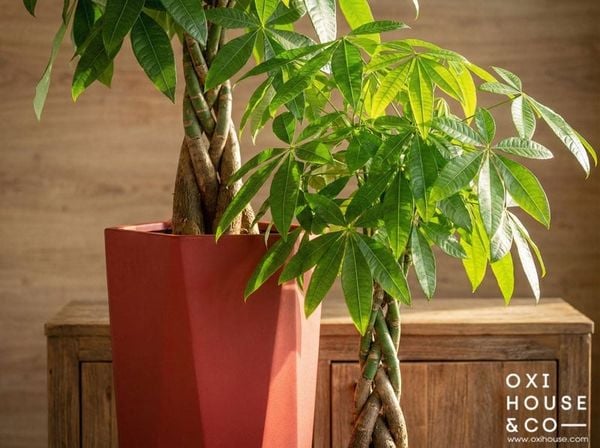 CÂY CHO NGƯỜI MỆNH HỎA