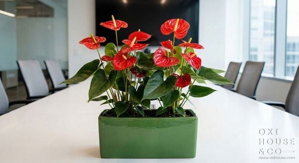 CÂY CHO NGƯỜI MỆNH HỎA