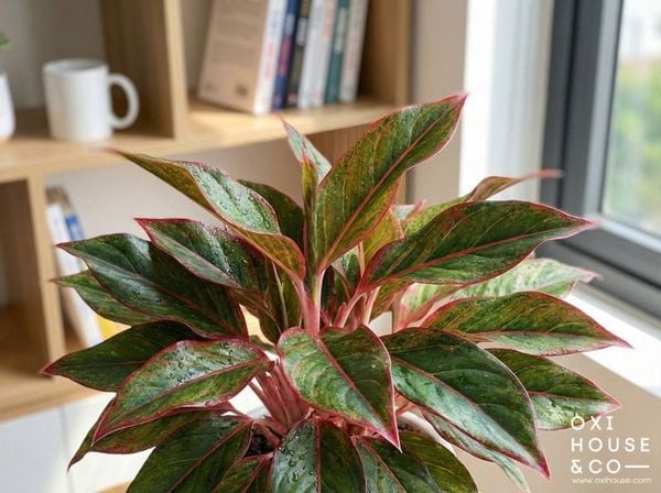 CÂY CHO NGƯỜI MỆNH HỎA