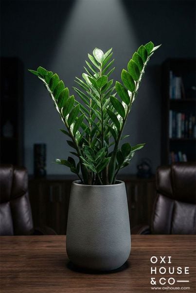 CÂY CHO NGƯỜI MỆNH HỎA