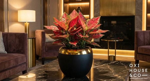 CÂY CHO NGƯỜI MỆNH HỎA