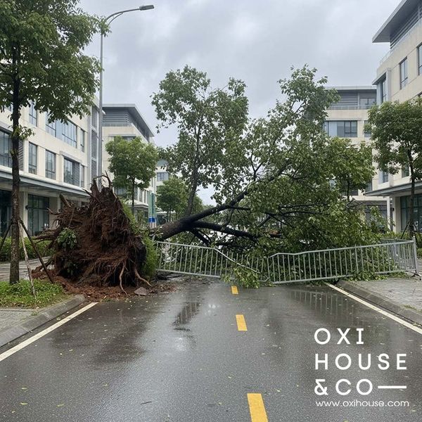 DỊCH VỤ BẢO DƯỠNG CẢNH QUAN CHUYÊN NGHIỆP