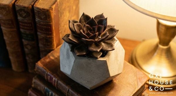 CÂY PHONG THỦY CHO NGƯỜI MỆNH THỔ