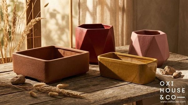 CÂY PHONG THỦY CHO NGƯỜI MỆNH THỔ