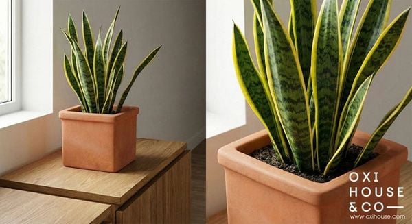 CÂY PHONG THỦY CHO NGƯỜI MỆNH THỔ