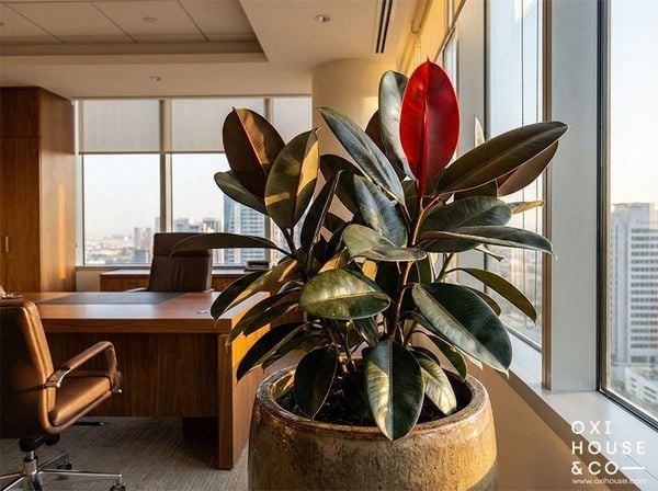 CÂY PHONG THỦY CHO NGƯỜI MỆNH THỔ