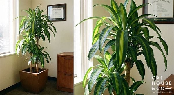 CÂY PHONG THỦY CHO NGƯỜI MỆNH THỔ