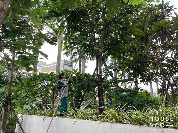 DỊCH VỤ CHĂM SÓC CẢNH QUAN TÒA NHÀ VĂN PHÒNG