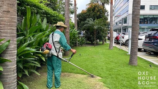 DỊCH VỤ CHĂM SÓC CẢNH QUAN TÒA NHÀ VĂN PHÒNG