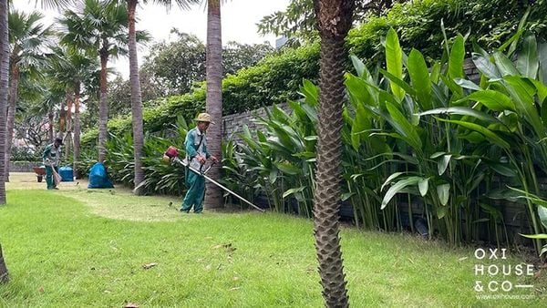 DỊCH VỤ CHĂM SÓC CẢNH QUAN TÒA NHÀ VĂN PHÒNG