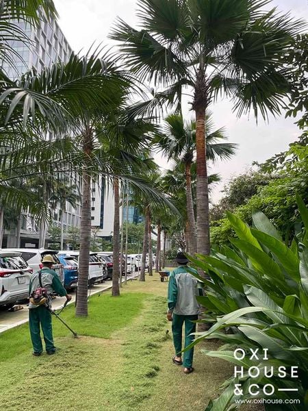 DỊCH VỤ CHĂM SÓC CẢNH QUAN TÒA NHÀ VĂN PHÒNG