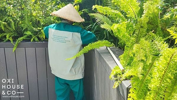 DỊCH VỤ CHĂM SÓC CẢNH QUAN TÒA NHÀ VĂN PHÒNG