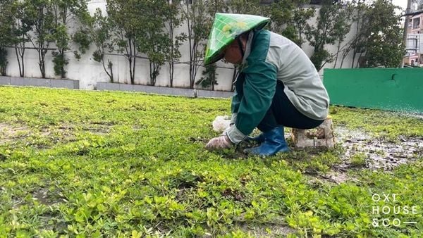 CẢI TẠO ĐẤT CHO CẢNH QUAN TÒA NHÀ, CÔNG TY