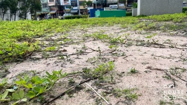 CẢI TẠO ĐẤT CHO CẢNH QUAN TÒA NHÀ, CÔNG TY