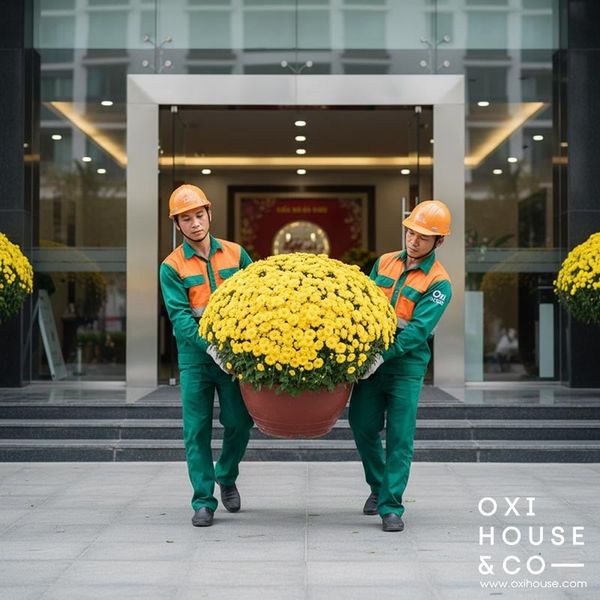 CHĂM SÓC CÂY XANH ĐÓN TẾT