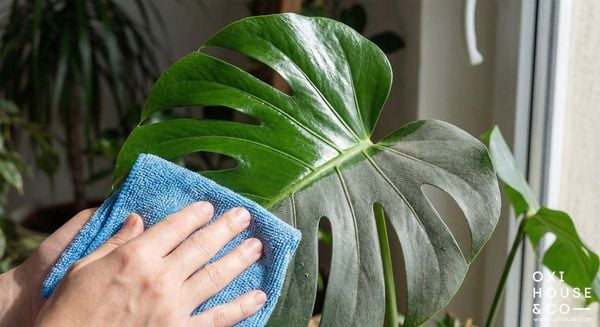 BẢO DƯỠNG CẢNH QUAN VĂN PHÒNG