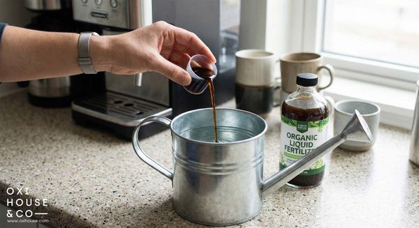 BẢO DƯỠNG CẢNH QUAN VĂN PHÒNG