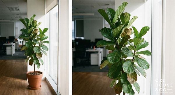 BẢO DƯỠNG CẢNH QUAN VĂN PHÒNG