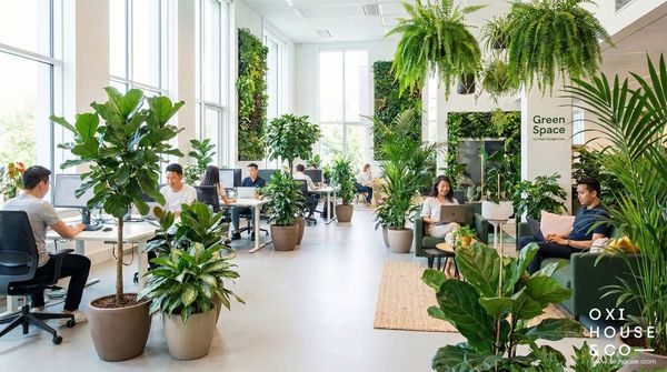 BẢO DƯỠNG CẢNH QUAN VĂN PHÒNG