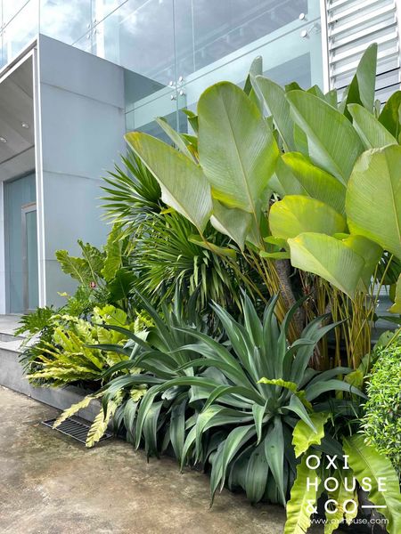 TRỒNG VÀ CHĂM SÓC CÂY XANH