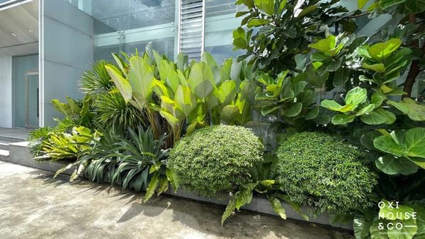 TRỒNG VÀ CHĂM SÓC CÂY XANH