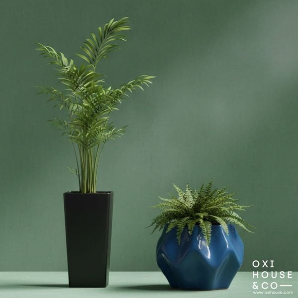 CÂY PHONG THỦY CHO NGƯỜI MỆNH MỘC