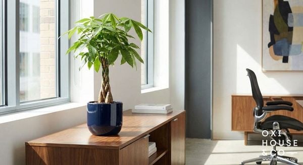 CÂY PHONG THỦY CHO NGƯỜI MỆNH MỘC