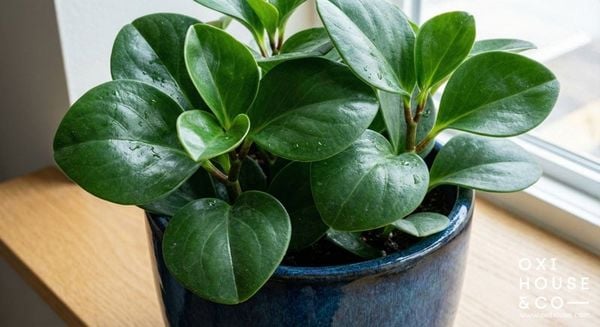 CÂY PHONG THỦY CHO NGƯỜI MỆNH MỘC