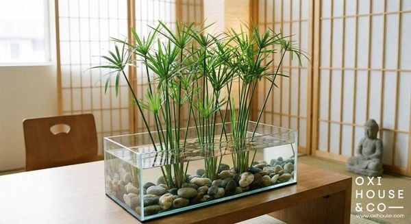 CÂY PHONG THỦY CHO NGƯỜI MỆNH MỘC