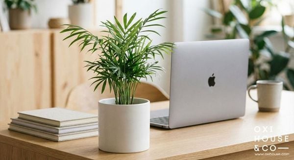 CÂY PHONG THỦY CHO NGƯỜI MỆNH MỘC