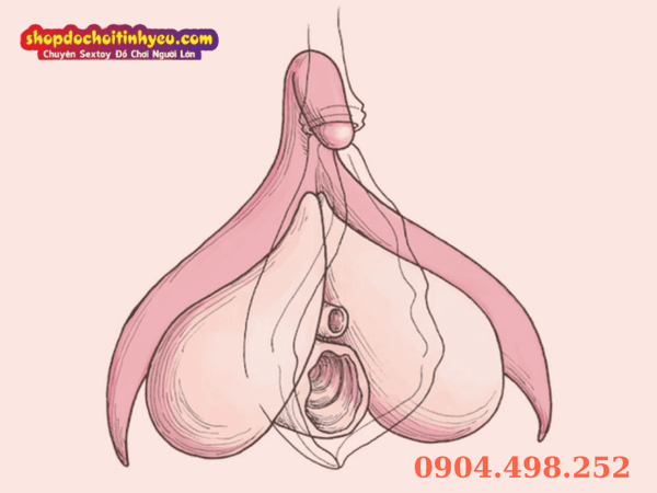 Cấu tạo mồng đốc phần nổi và tảng băng chìm