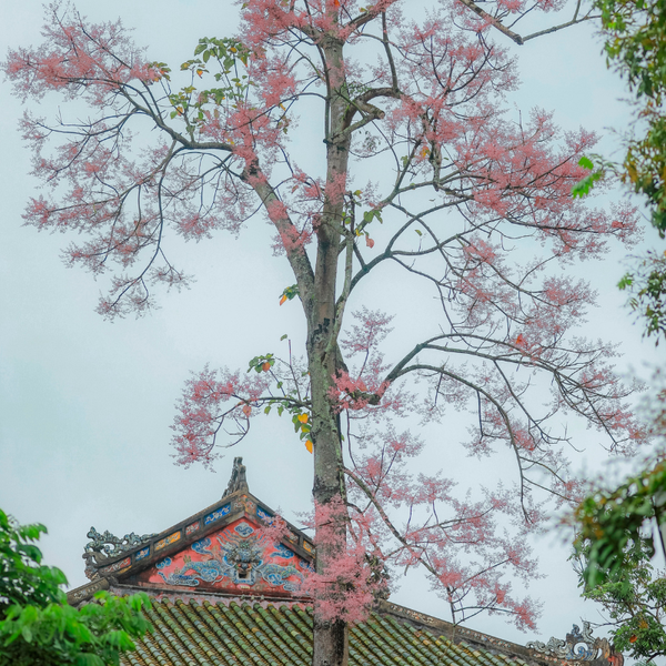 du lịch Huế đầu năm