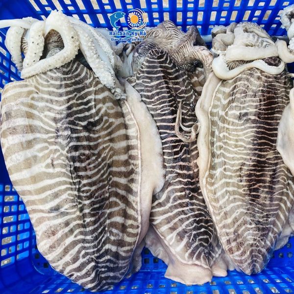 Mua mực nang khổng lồ 2-3kg online giao tận nơi